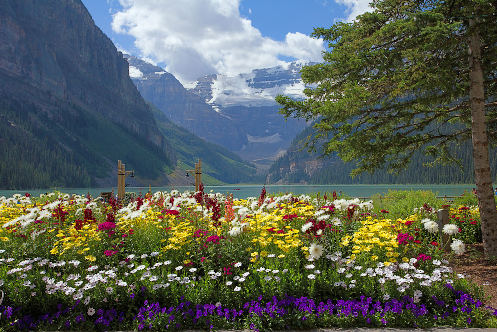 Lake Louise Flowers Canada Photography Art | Christina Rudman Photography