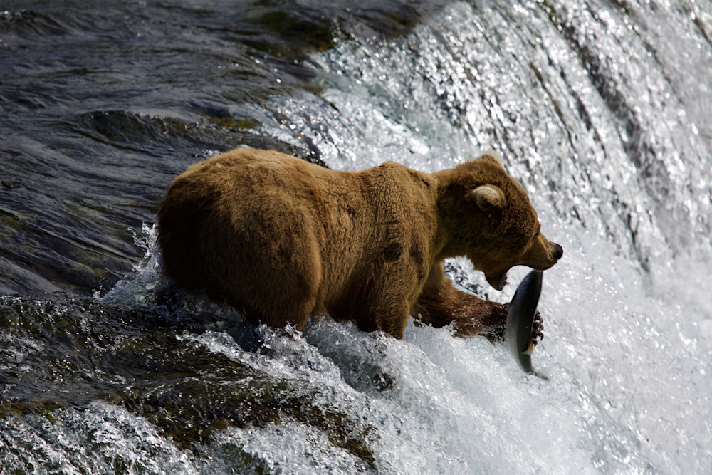 The Catch, Brown Bear