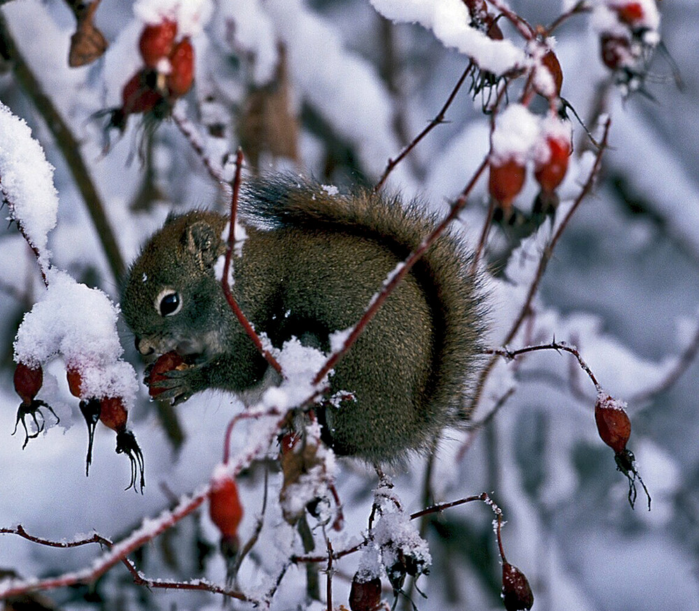 Squirrel Eating Rose Hips Winter Photography Art | Christina Rudman Photography
