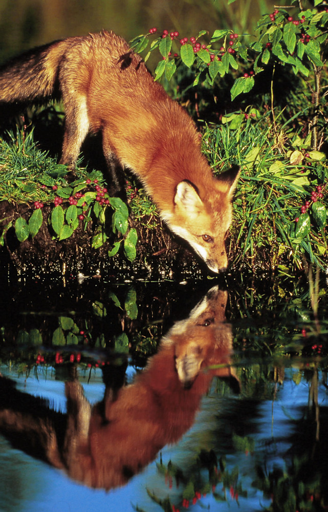 Red Fox Reflection Photography Art | Christina Rudman Photography