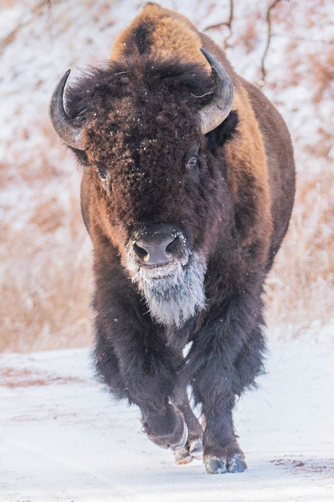 Bison Portrait Photography Art | Monteux Gallery
