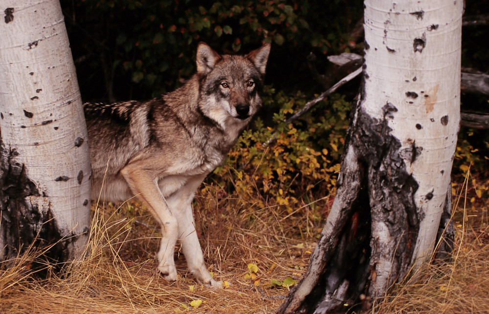 Wolf Between Two Aspen Trees Photography Art | Christina Rudman Photography