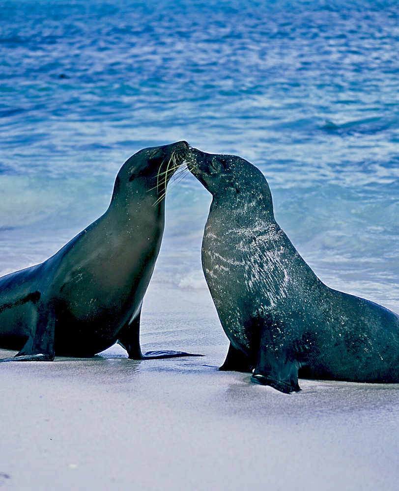 Kissing Sea Lions Galapagos Photography Art | Christina Rudman Photography