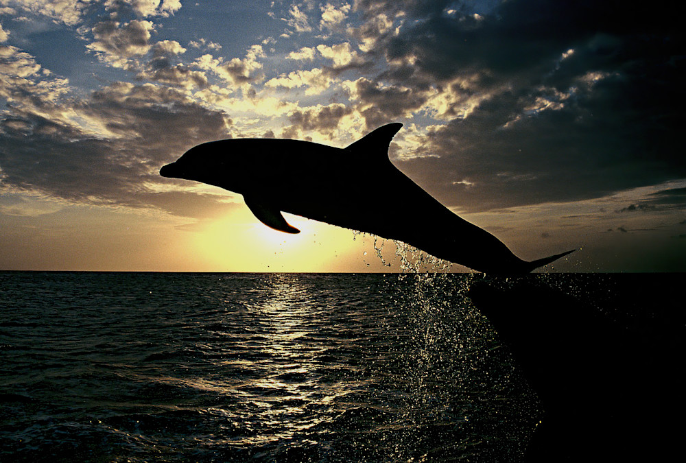 Days Last Leap Dolphin Photography Art | Christina Rudman Photography