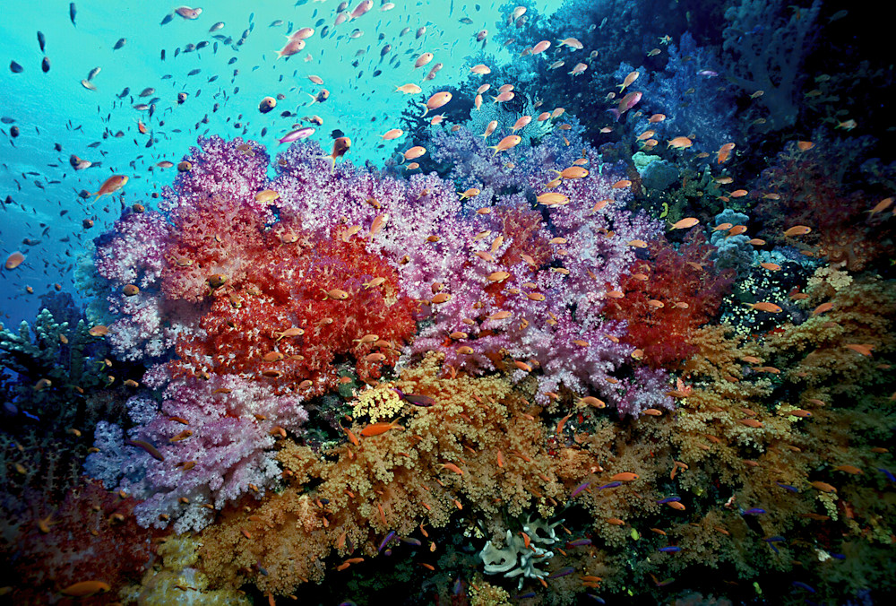 Anthias Soft Coral Fiji Photography Art | Christina Rudman Photography
