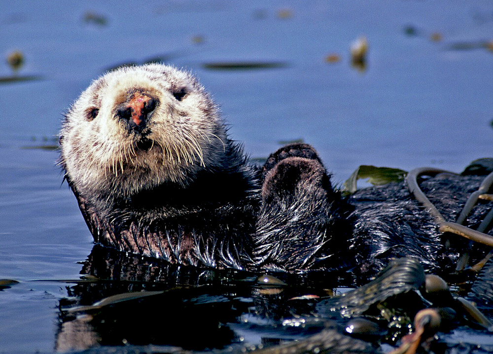 Sea Otter Clapping California Photography Art | Christina Rudman Photography