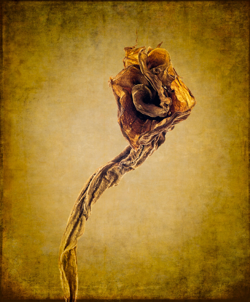 Decayed Trumpet Flower 4 Photography Art | Majed Fine Art Photography