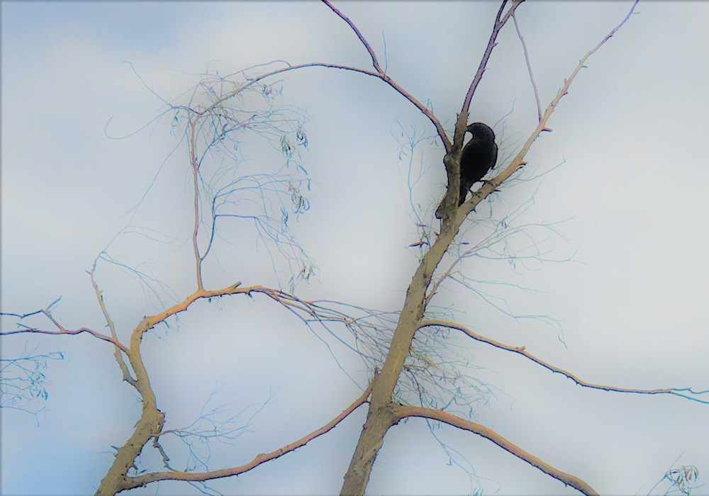 The Solitary Crow Art | nancychipman