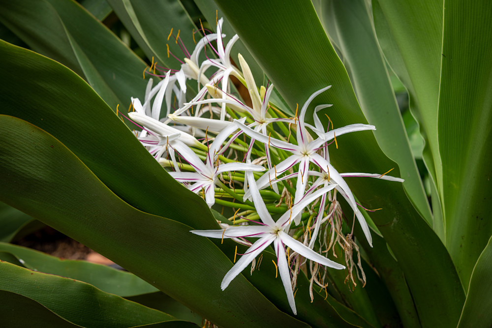 Spider Lily Hawaii Photography Art | Scott Capen Photography