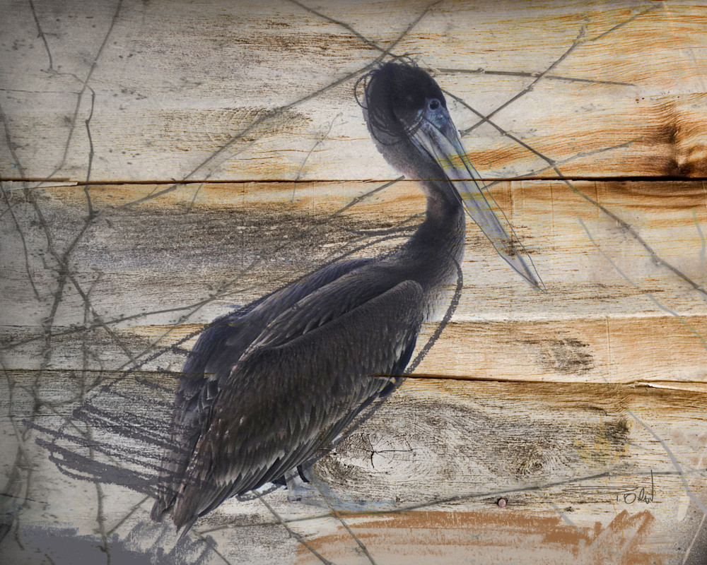 Pelican Art | Irena Orlov Art