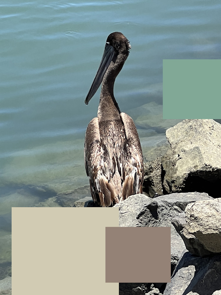 Brown Pelican 5 1 Art | Irena Orlov Art