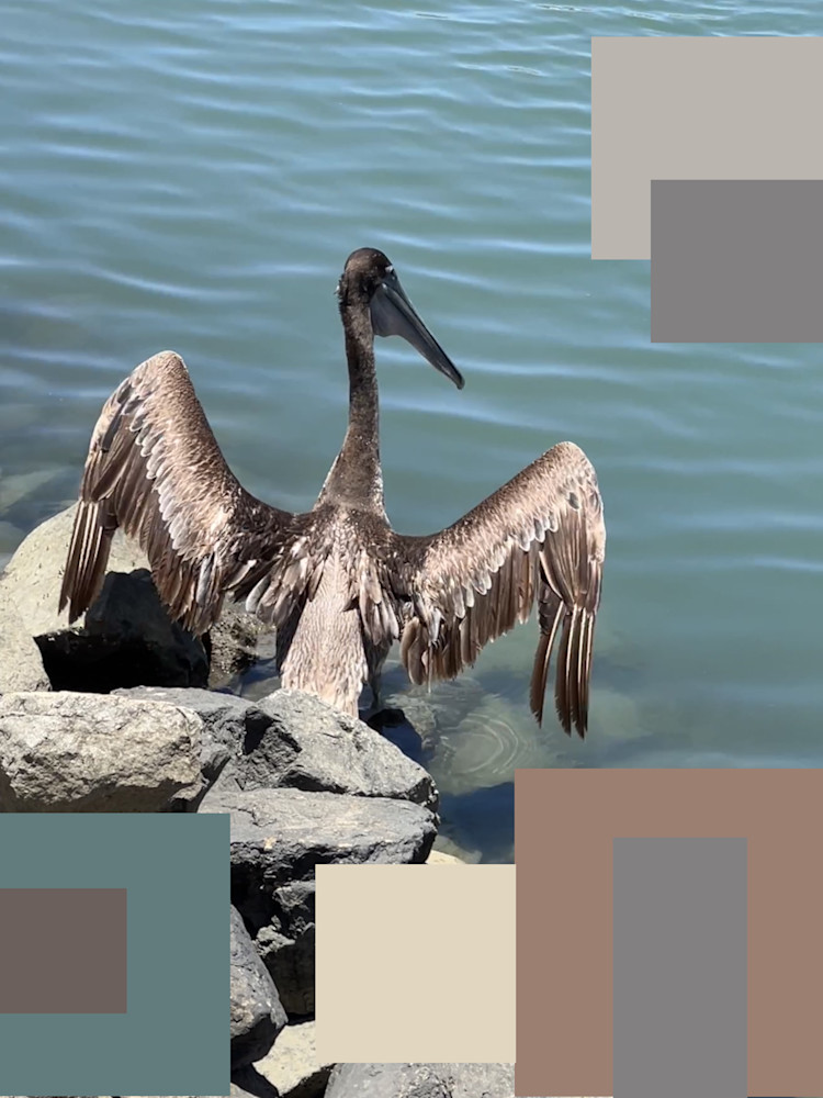 Brown Pelican 3 Art | Irena Orlov Art