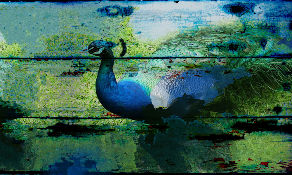 Peacock Art | Irena Orlov Art