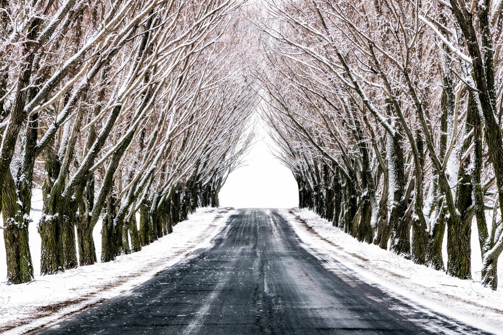 Winter Willow Art | Trevor Pottelberg Photography