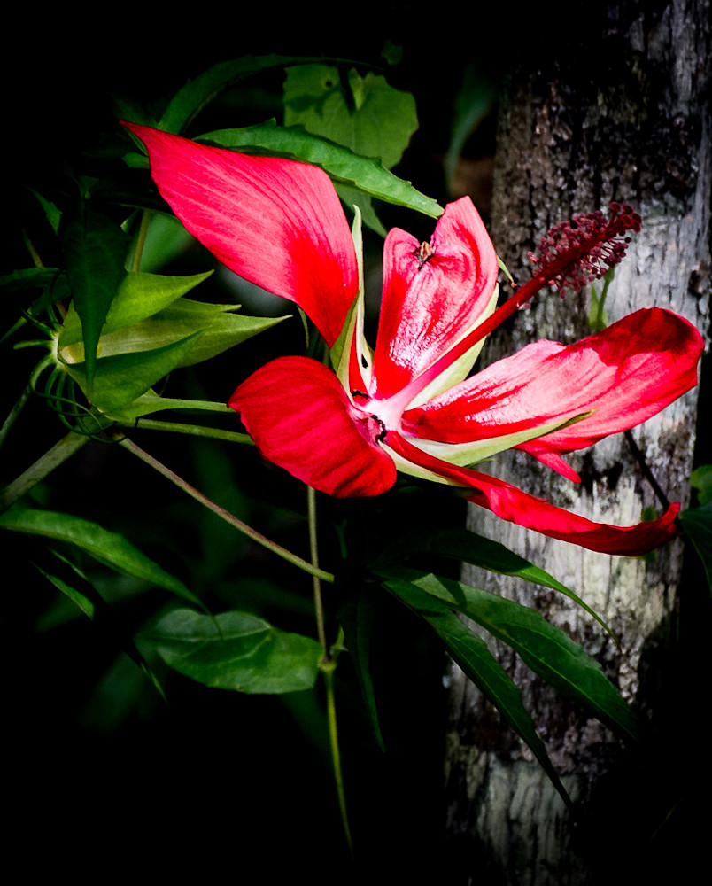 Florida Native Hibiscus Photography Art | Images by Robert Barr