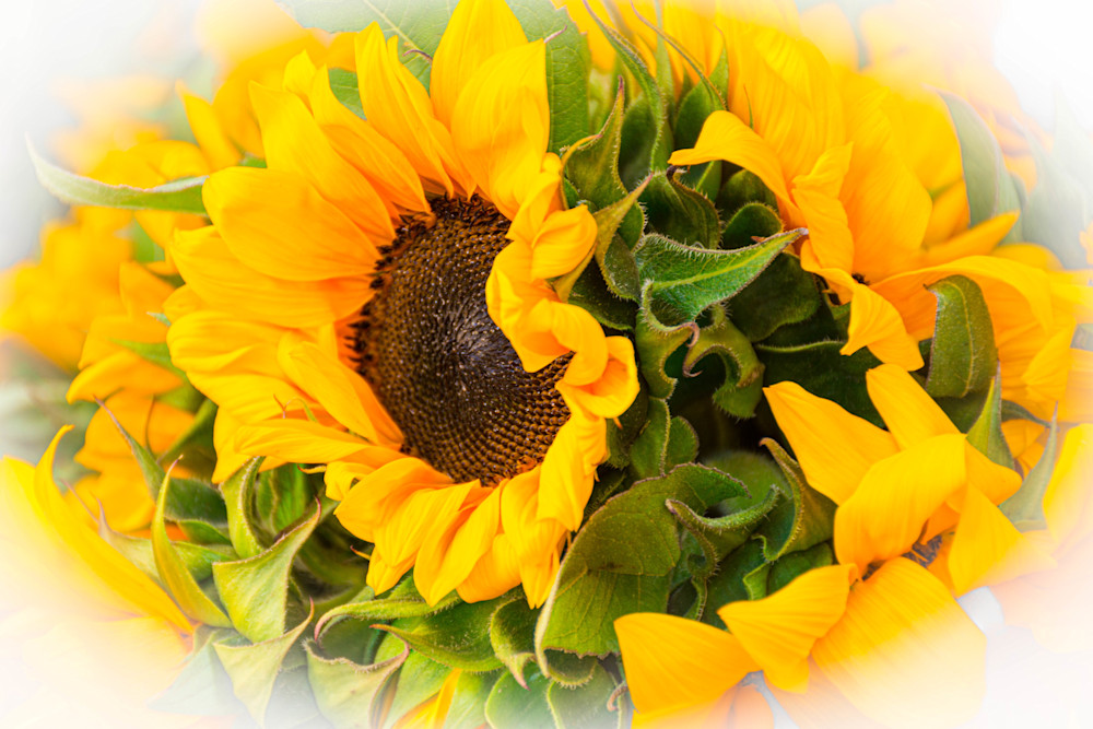 Market Sunflowers Photography Art | Images by Robert Barr