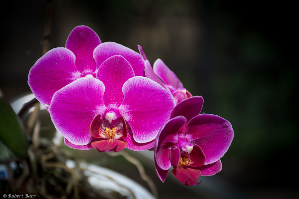 Orchid Season Begins Photography Art | Images by Robert Barr