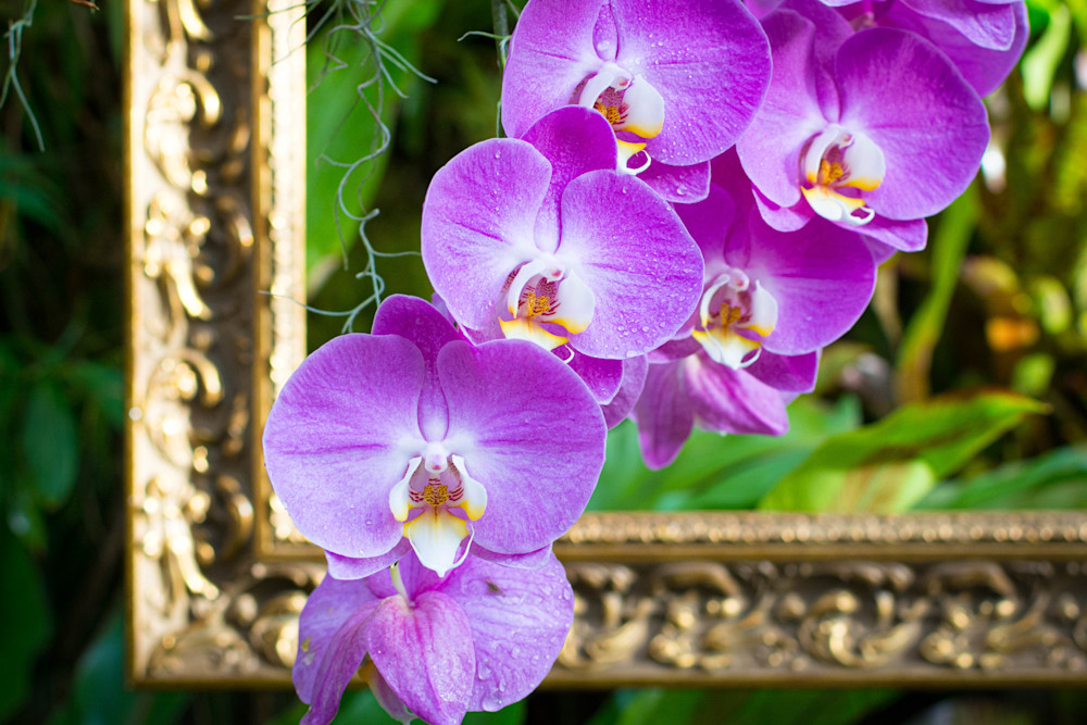 Orchids Spilling Out Of The Frame Photography Art | Images by Robert Barr