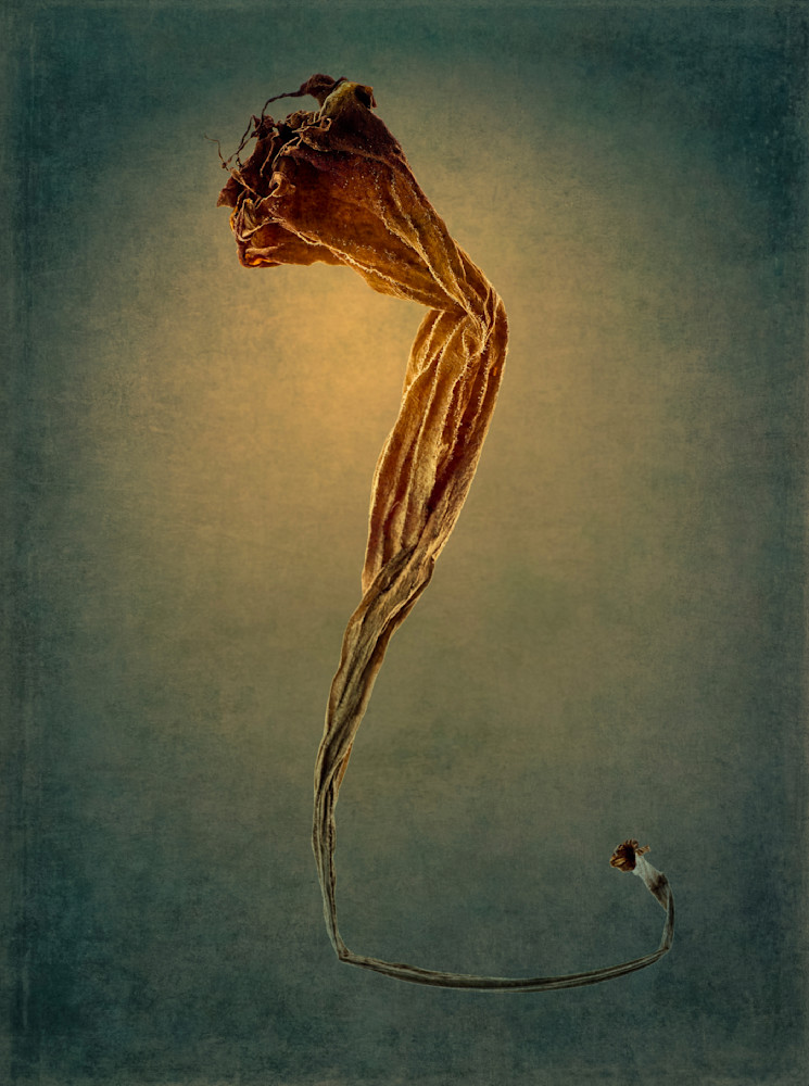 Decayed Trumpet Flower 6 Photography Art | Majed Fine Art Photography
