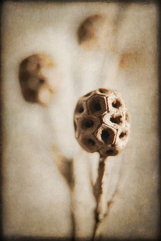 Tree Bulb 1 Photography Art | Majed Fine Art Photography