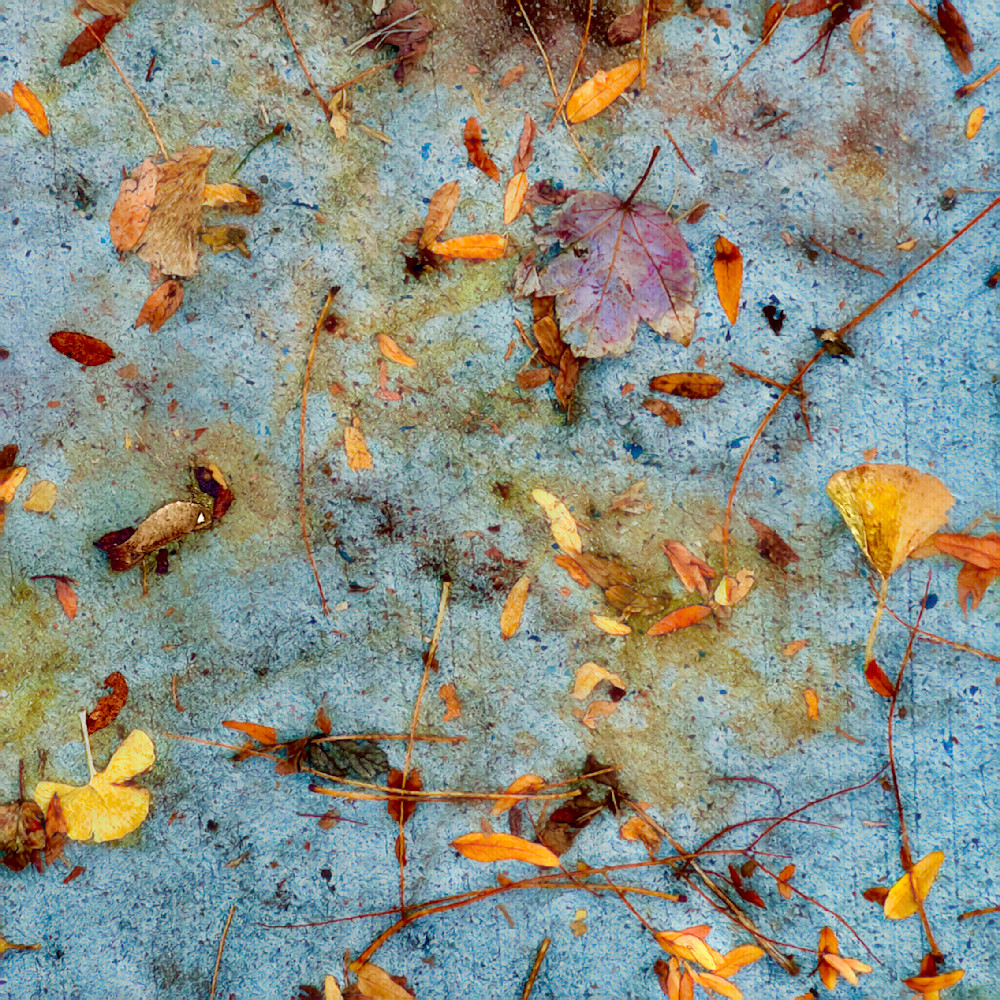Fallen Leaves No.1 Art | Virginia Mangrum
