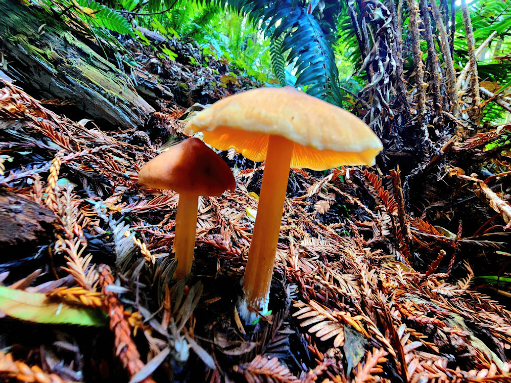 Mushrooms Art | Dawn Hickey