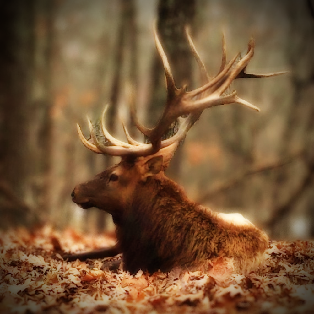 Elk  Art | DBA This Magical Life