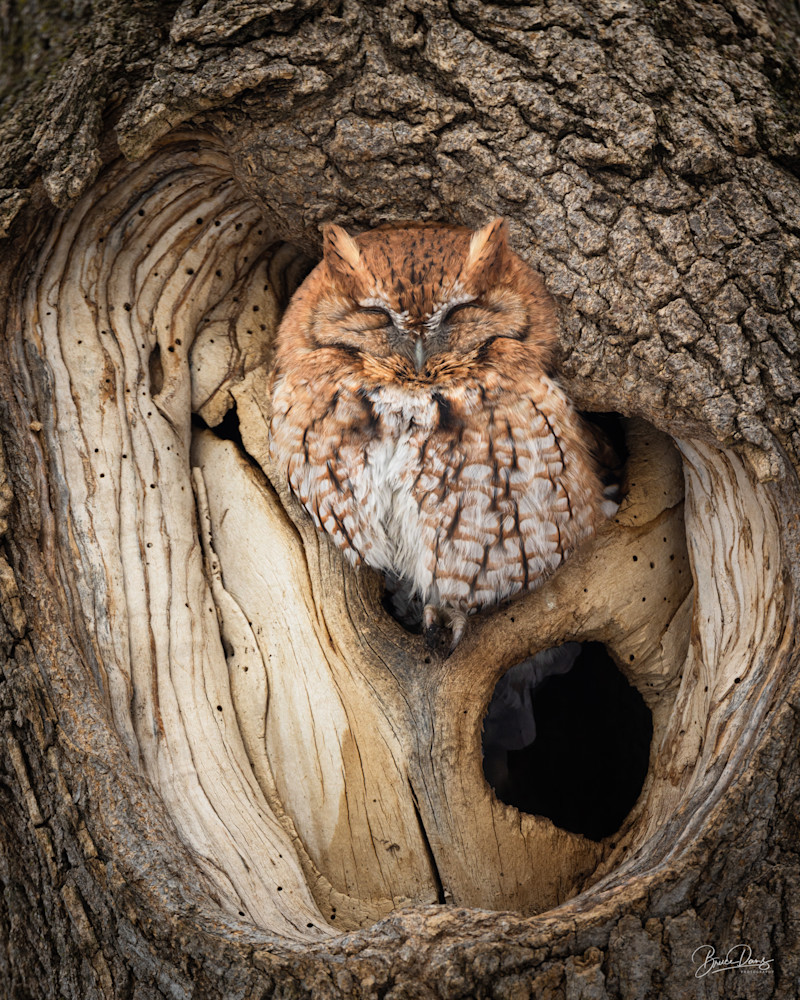 Red Morph Screech Owl