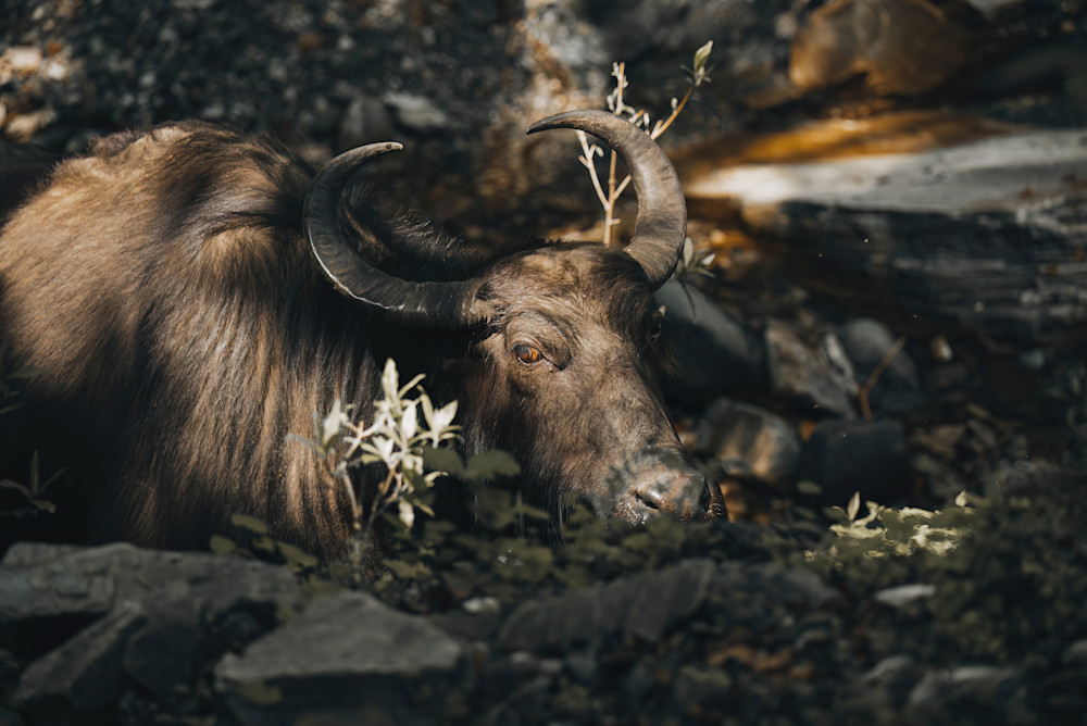 Covert Buffalo   Chitwan, Nepal  Photography Art | matthewryanphoto