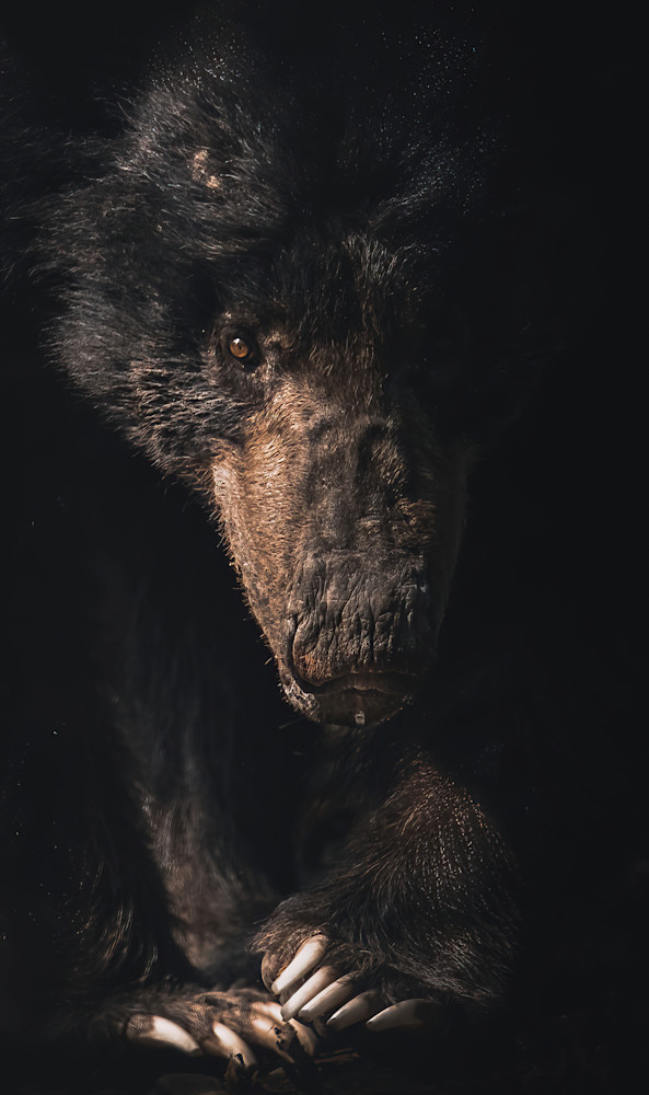 Black Bear Shadows   Chitwan, Nepal Photography Art | matthewryanphoto