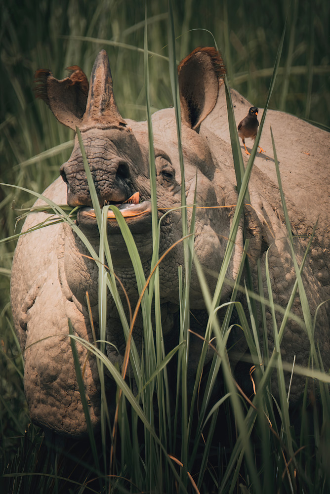 Rhino & Company   Chitwan, Nepal Photography Art | matthewryanphoto