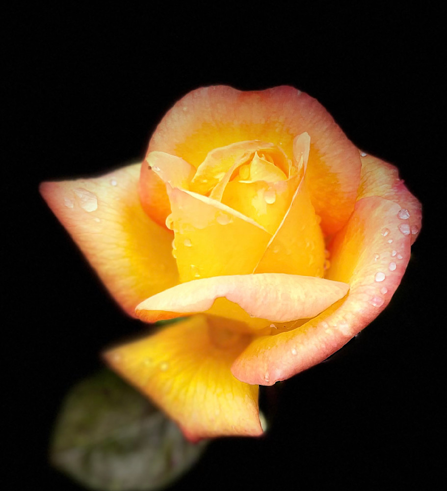 Yellow Rose Photography Art | suziebiehler