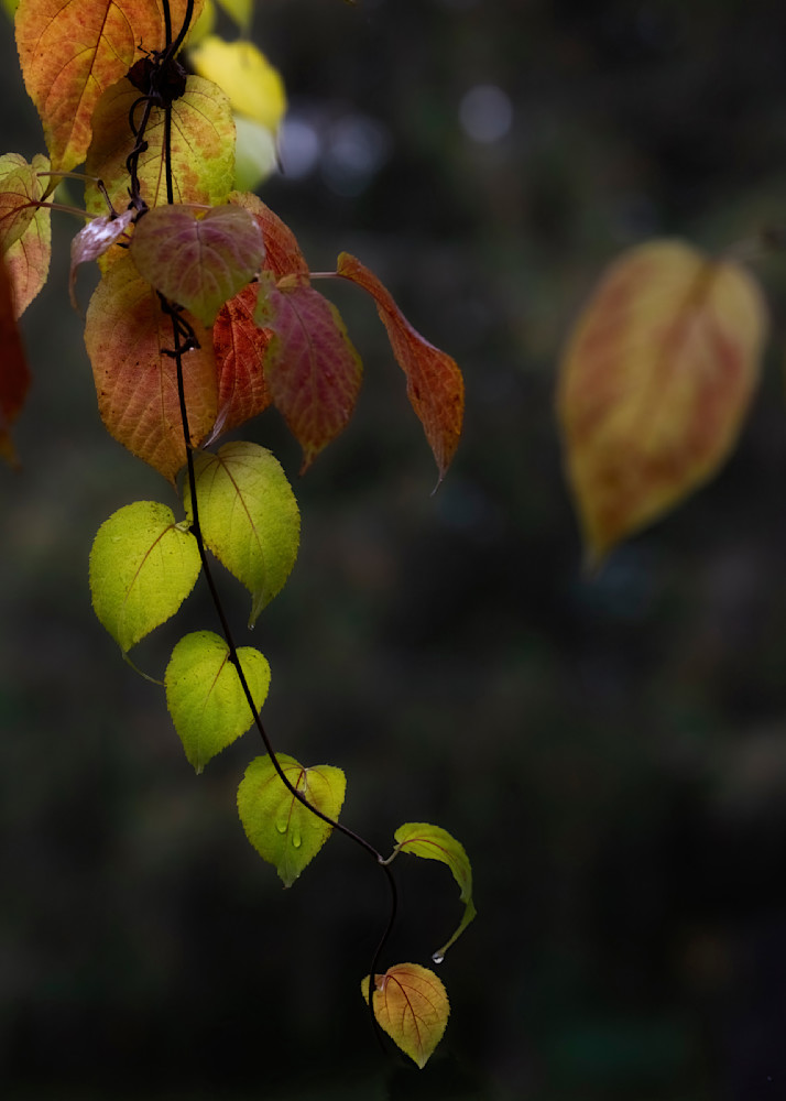 Cascade Of Leaves Photography Art | Anne Majusiak Photography