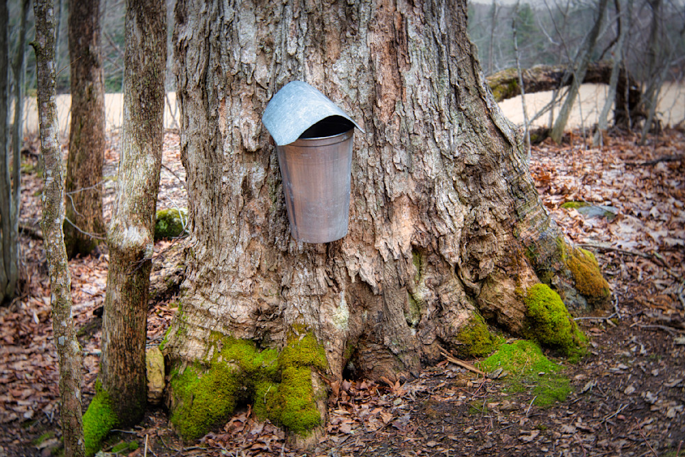 Sap Bucket On Old Maple Tree Photography Art | Anne Majusiak Photography