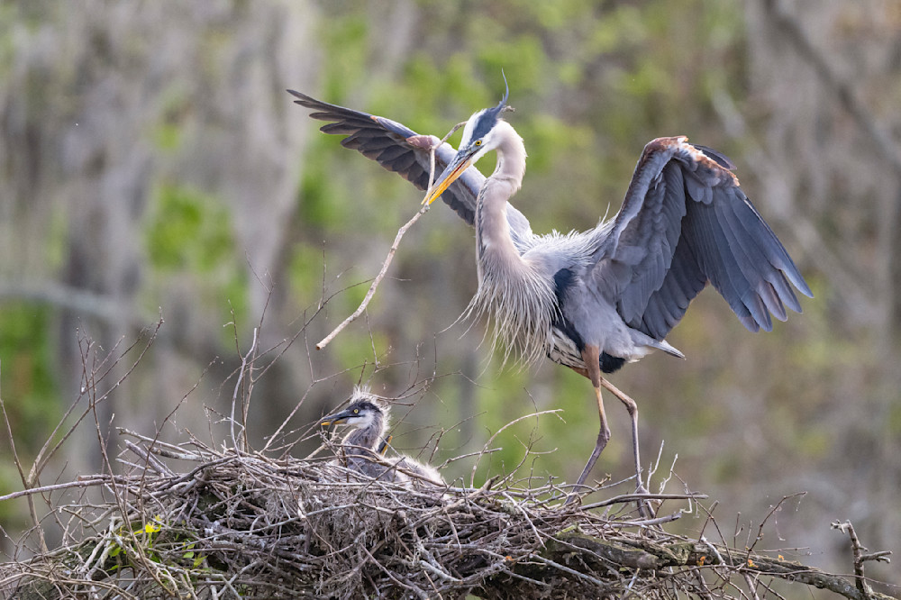 Nesting Photography Art | Kristin Lindsey Images