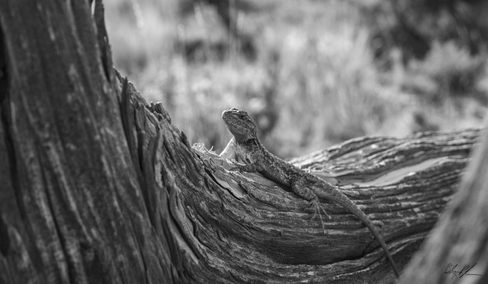 Black and White Lizard on a Log Photograph for Sale as Fine Art