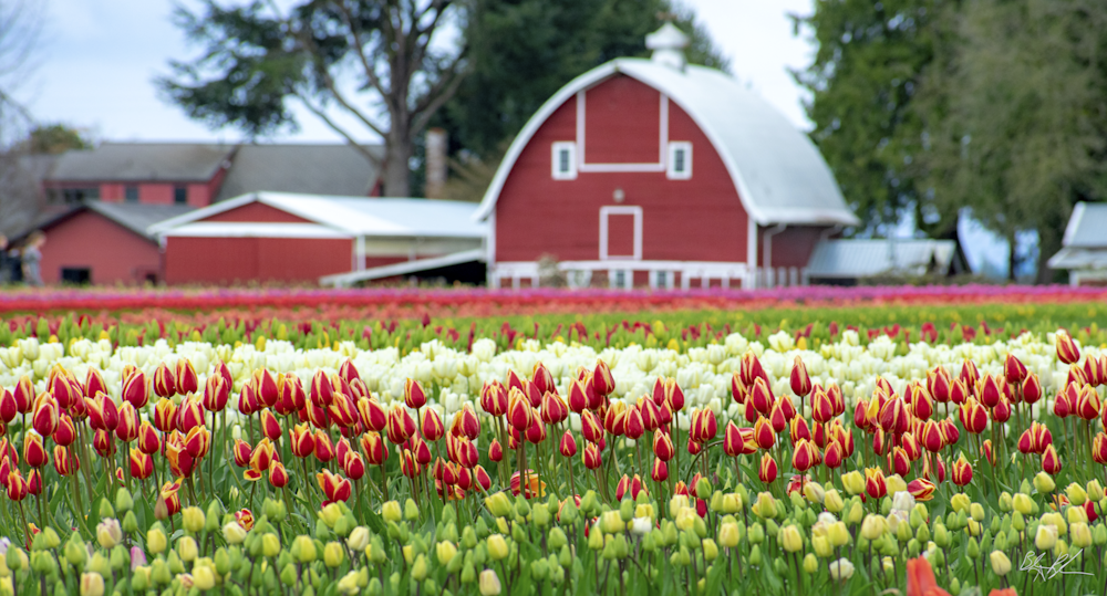 Skagit Valley Tulip and Barn Photograph for Sale as Fine Art