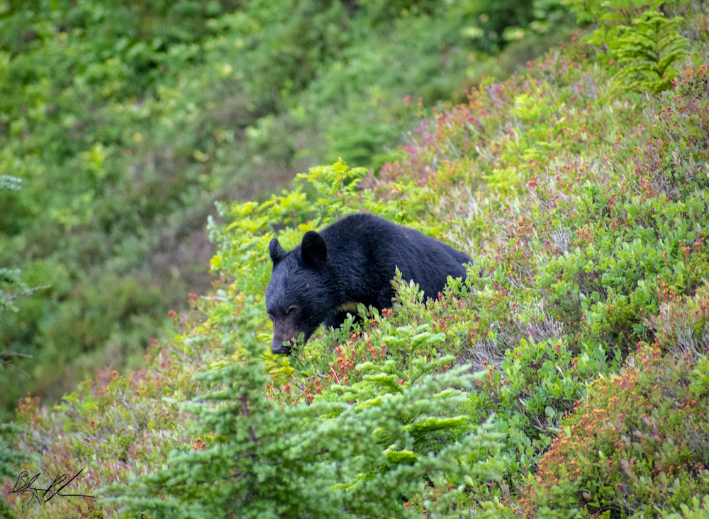 Washington Black Bear Photograph for Sale as Fine Art