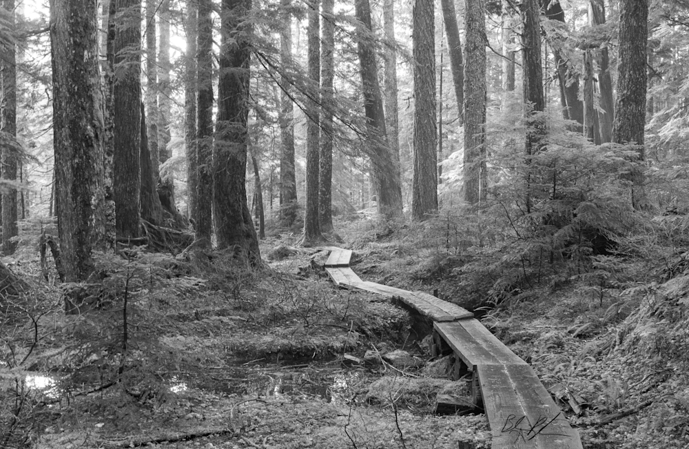Black and White Forest Boardwalk Photograph for Sale as Fine Art