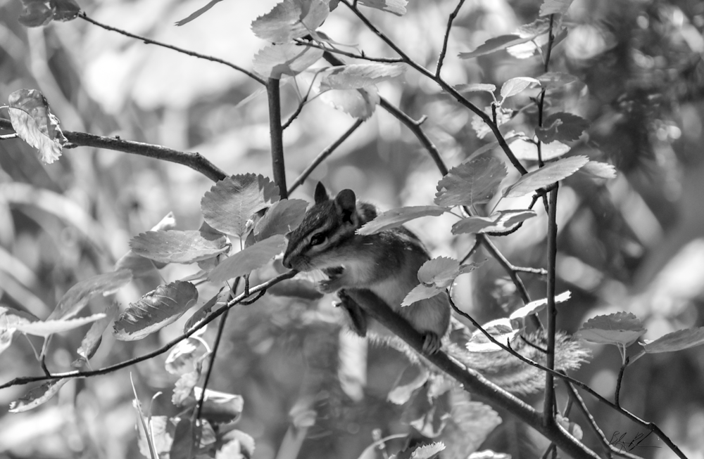 Black and White Chipmunk Photograph for Sale as Fine Art