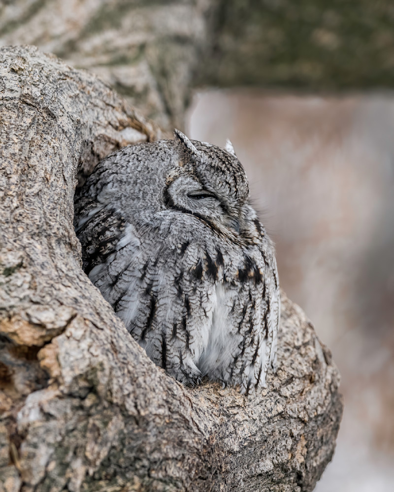 Western Screech Owl  Photography Art | Tom Ingram Photography