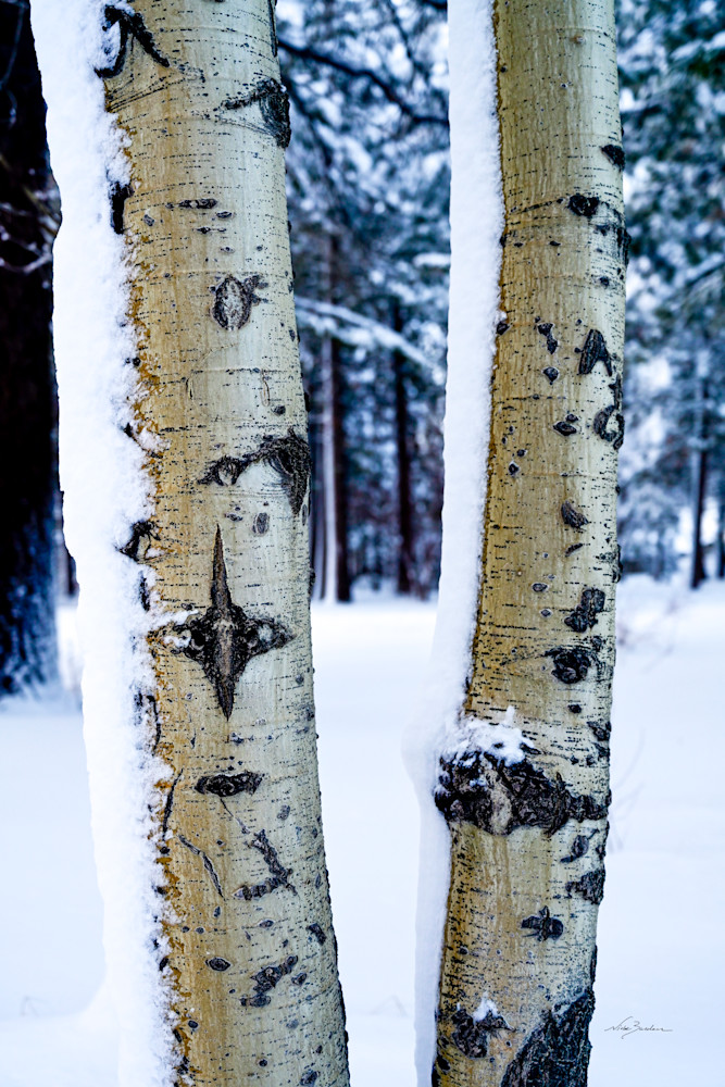Snow Coated Aspen Trunks I Photography Art | Niobe Burden Fine Art Photography