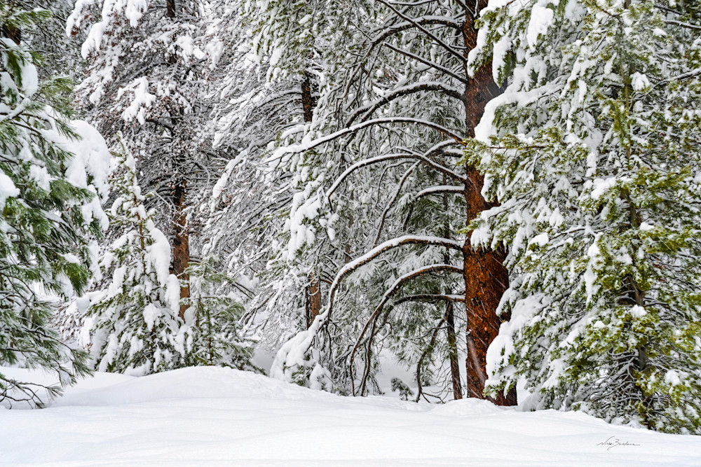 Fan Of Snow Coated Tree Limbs  Photography Art | Niobe Burden Fine Art Photography
