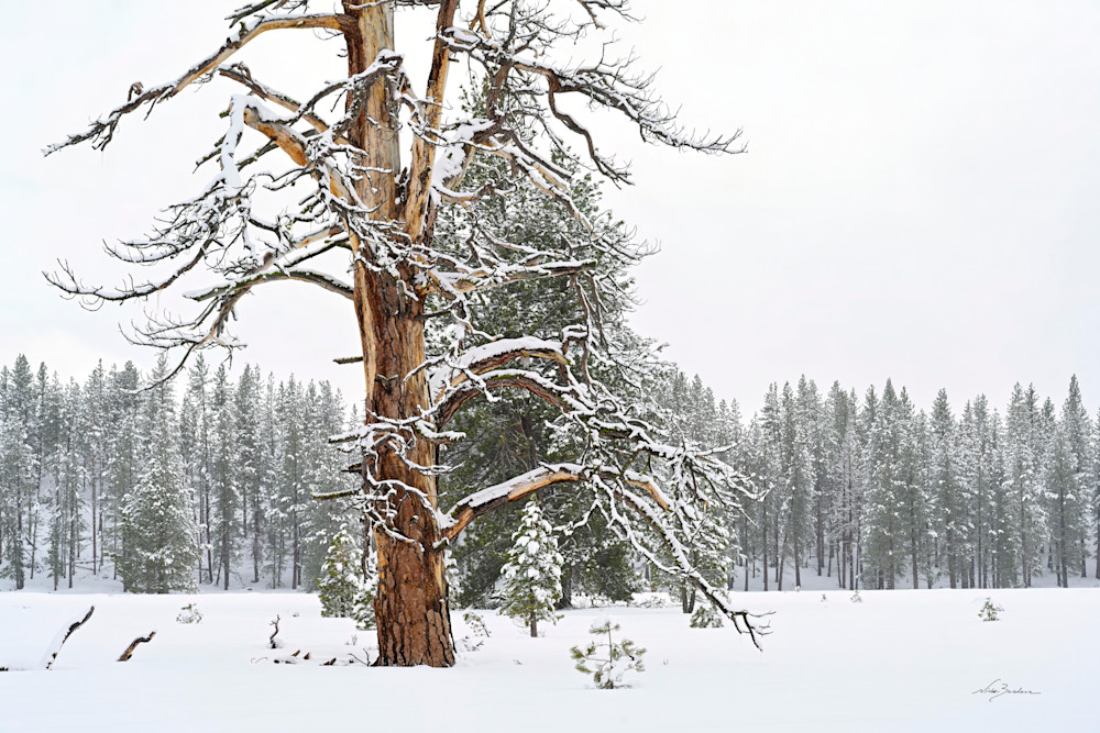 Snow Covered Snag I Photography Art | Niobe Burden Fine Art Photography