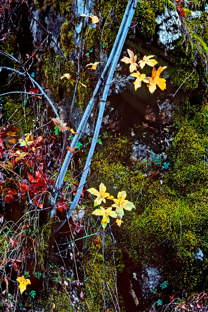 Fall Hunter Liggett Photography Art | Dana Echols Photography 