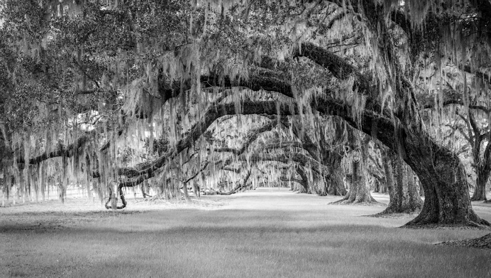 Splendor Of The Low Country B W Photography Art | Kristin Lindsey Images