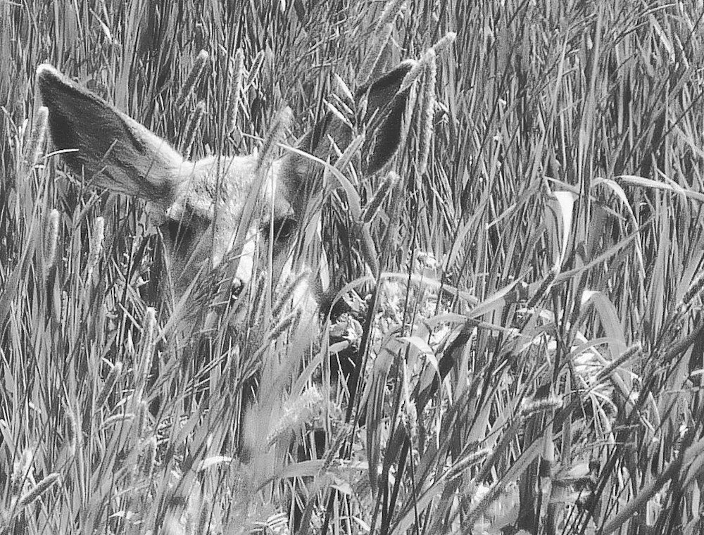 Mule Deer Fawn Awake And Alert! Photography Art | Touched by Nature