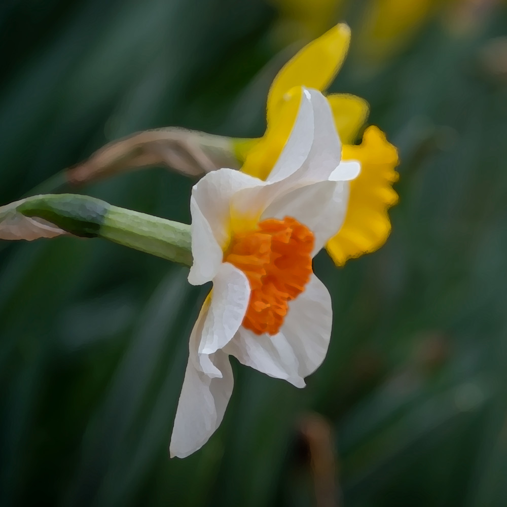 Daffodil Photography Art | Playful Gallery by Rob Harrison