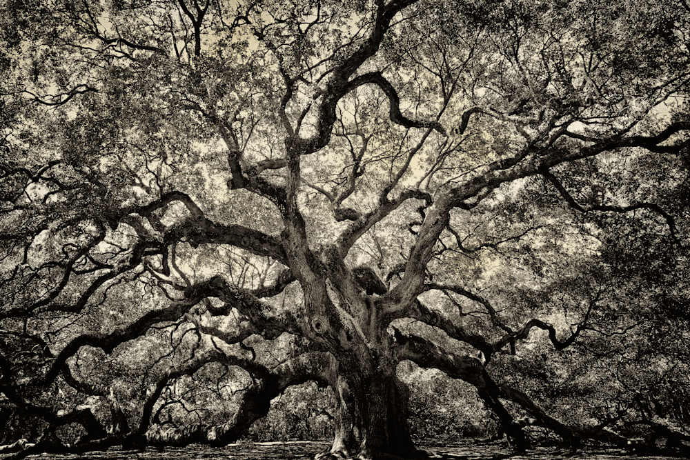 "Angel Oak In Sepia" - Charleston, SC- Renee Sullivan Photography - Fine Art Prints