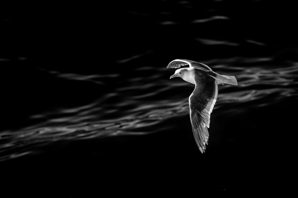 Seagull in Flight, Puget Sound,Seattle, Washington
